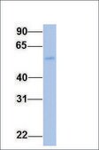 Anti-FGG antibody produced in rabbit affinity isolated antibody