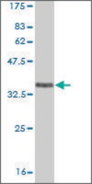 ANTI-EPHA5 antibody produced in mouse clone 5C8, purified immunoglobulin, buffered aqueous solution