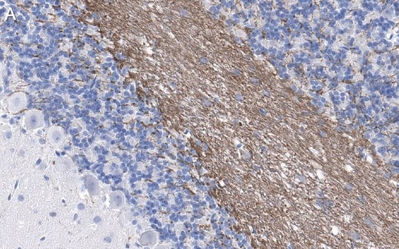 Anti-MAG Antibody, clone 513 ZooMAb&#174; Mouse Monoclonal recombinant, expressed in HEK 293 cells