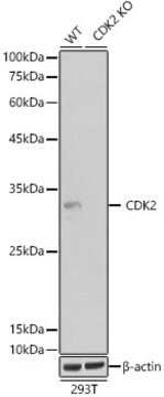 [KO Validated]Anti-CDK2 Antibody, clone 10E0N5, Rabbit Monoclonal