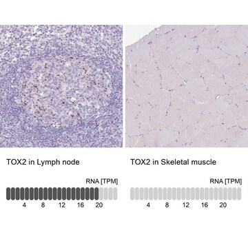 Anti-TOX2 antibody produced in rabbit Prestige Antibodies&#174; Powered by Atlas Antibodies, affinity isolated antibody, buffered aqueous glycerol solution