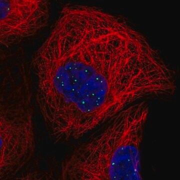 Anti-DTWD2 antibody produced in rabbit Prestige Antibodies&#174; Powered by Atlas Antibodies, affinity isolated antibody