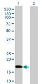 Anti-POLE3 antibody produced in mouse purified immunoglobulin, buffered aqueous solution