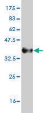 Monoclonal Anti-CCL7 antibody produced in mouse clone 4B5, purified immunoglobulin, buffered aqueous solution