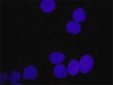 Anti-PDGFA antibody produced in rabbit purified immunoglobulin, buffered aqueous solution