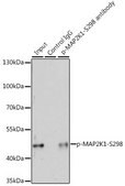 Anti-Phospho-MAP2K1-S298 antibody produced in rabbit