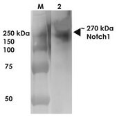 Monoclonal Anti-Glun2A/Nr2A - Rpe antibody produced in mouse clone S327A-38, purified immunoglobulin