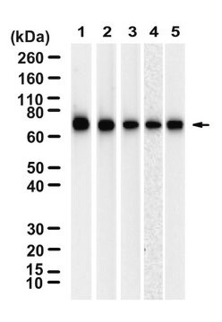 Anti-GRP78 Antibody, clone 1N6 ZooMAb&#174; Rabbit Monoclonal recombinant, expressed in HEK 293 cells