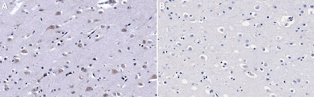 Anti-eIF2&#945; antibody produced in rabbit IgG fraction of antiserum, buffered aqueous solution