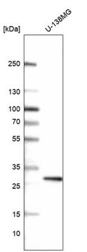 Monoclonal Anti-Prrx1 Antibody Produced In Mouse Prestige Antibodies&#174; Powered by Atlas Antibodies, clone CL14469, affinity isolated antibody, buffered aqueous glycerol solution