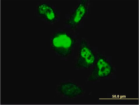 Monoclonal Anti-C22orf18 antibody produced in mouse clone 4C12-2C8, purified immunoglobulin, buffered aqueous solution