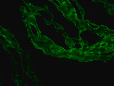 Monoclonal Anti-Nebulin antibody produced in mouse clone NB2, ascites fluid