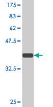 Monoclonal Anti-ARHGEF11 antibody produced in mouse clone 2H7, purified immunoglobulin, buffered aqueous solution