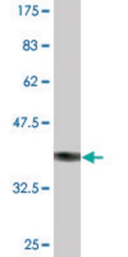 Monoclonal Anti-CDH19 antibody produced in mouse clone 1G4, purified immunoglobulin, buffered aqueous solution