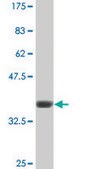 Monoclonal Anti-GRM7 antibody produced in mouse clone 1H5, ascites fluid