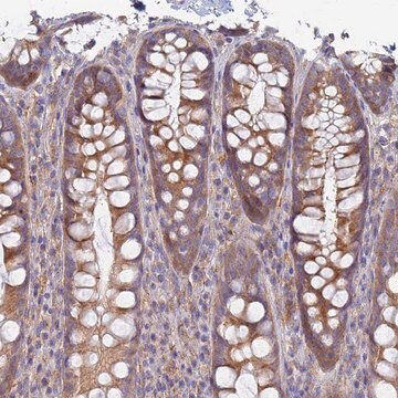 Anti-EEA1 antibody produced in rabbit Prestige Antibodies&#174; Powered by Atlas Antibodies, affinity isolated antibody, buffered aqueous glycerol solution