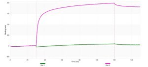 Anti-phospho ABL1 (Tyr245) Antibody, clone 3F7 ZooMAb&#174; Rabbit Monoclonal recombinant, expressed in HEK 293 cells