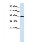 Anti-KCNQ2 antibody produced in rabbit IgG fraction of antiserum