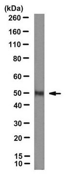 Anti-LXR alpha Antibody, clone 2B7 clone 2B7, from mouse