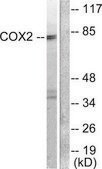 Anti-COX2 antibody produced in rabbit affinity isolated antibody