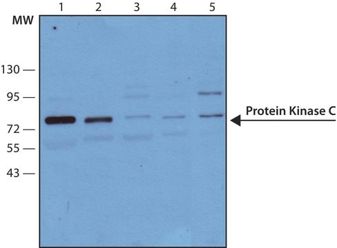 Monoclonal Anti-Protein Kinase C (PKC) antibody produced in mouse clone MC5, ascites fluid