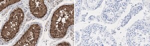 Anti-HSP90 alpha Antibody, clone 4M13 ZooMAb&#174; Rabbit Monoclonal recombinant, expressed in HEK 293 cells