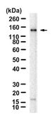 Anti-HDAC6 Antibody, clone 2I3 ZooMAb&#174; Rabbit Monoclonal recombinant, expressed in HEK 293 cells