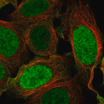 Anti-Ilf2 Antibody Produced In Rabbit Prestige Antibodies&#174; Powered by Atlas Antibodies, affinity isolated antibody, buffered aqueous glycerol solution