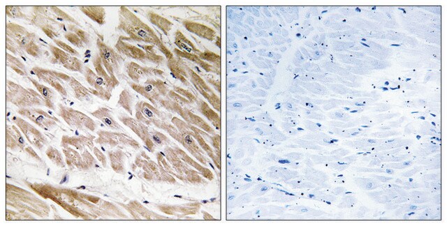 Anti-RHG1 antibody produced in rabbit affinity isolated antibody