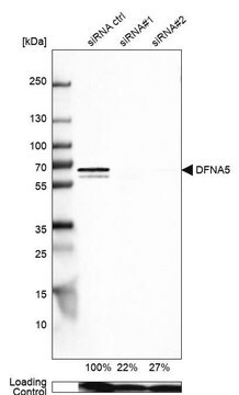 Anti-DFNA5 antibody produced in rabbit Prestige Antibodies&#174; Powered by Atlas Antibodies, affinity isolated antibody, buffered aqueous glycerol solution