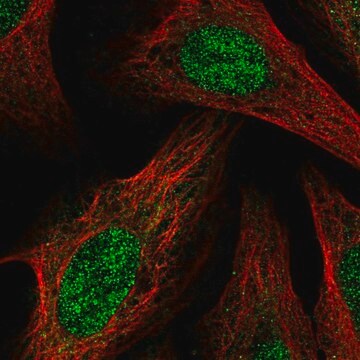 Anti-BCOR antibody produced in rabbit Prestige Antibodies&#174; Powered by Atlas Antibodies, affinity isolated antibody