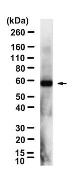 Anti-LMBR1L Antibody, clone 1D6 ZooMAb&#174; Rabbit Monoclonal recombinant, expressed in HEK 293 cells