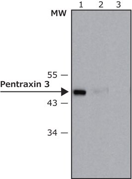 Anti-Pentraxin 3 antibody, Mouse monoclonal clone PTX3-5, purified from hybridoma cell culture