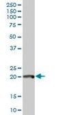 Anti-POLE3 antibody produced in mouse purified immunoglobulin, buffered aqueous solution