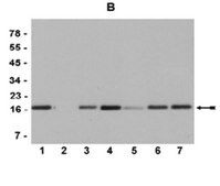 Anti-monomethyl-Histone H3 (Lys9) Antibody, Trial Size Upstate&#174;, from rabbit