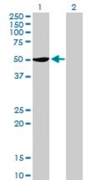 Anti-SERBP1 antibody produced in mouse purified immunoglobulin, buffered aqueous solution