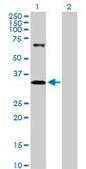 Anti-IMPA1 antibody produced in rabbit purified immunoglobulin, buffered aqueous solution