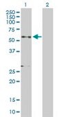 Anti-GRN antibody produced in rabbit purified immunoglobulin, buffered aqueous solution