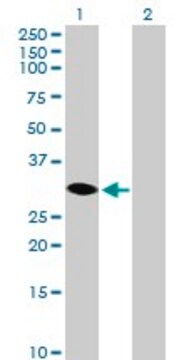 Anti-HSD17B14 antibody produced in mouse purified immunoglobulin, buffered aqueous solution