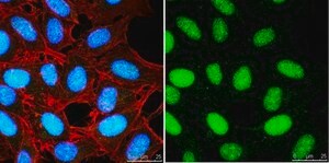 Anti-Histone H3 Antibody, CT Antibody, pan from rabbit, purified by affinity chromatography