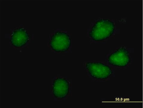 Anti-CREB3L1 antibody produced in mouse purified immunoglobulin, buffered aqueous solution