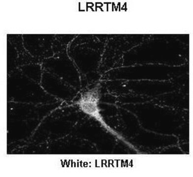 Anti-LRRTM4 antibody produced in rabbit affinity isolated antibody