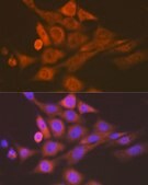 Anti-SKP1 Antibody, clone 10G5X5, Rabbit Monoclonal