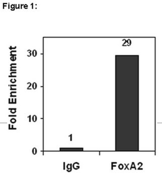 ChIPAb+ FOXA2 - ChIP Validated Antibody and Primer Set from mouse