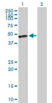 Anti-CALR3 antibody produced in rabbit purified immunoglobulin, buffered aqueous solution