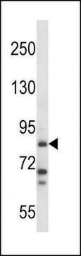 ANTI-HDC (N-TERM) antibody produced in rabbit IgG fraction of antiserum, buffered aqueous solution