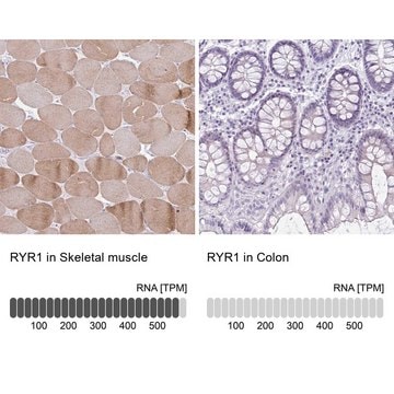 Anti-RYR1 antibody produced in rabbit Prestige Antibodies&#174; Powered by Atlas Antibodies, affinity isolated antibody, buffered aqueous glycerol solution