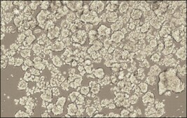3dGRO&#174; Spheroid Medium