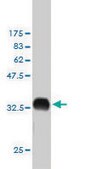 ANTI-YES1 antibody produced in mouse clone 3C6, purified immunoglobulin, buffered aqueous solution
