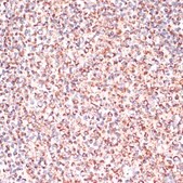 Anti-Caspase 9 antibody produced in rabbit